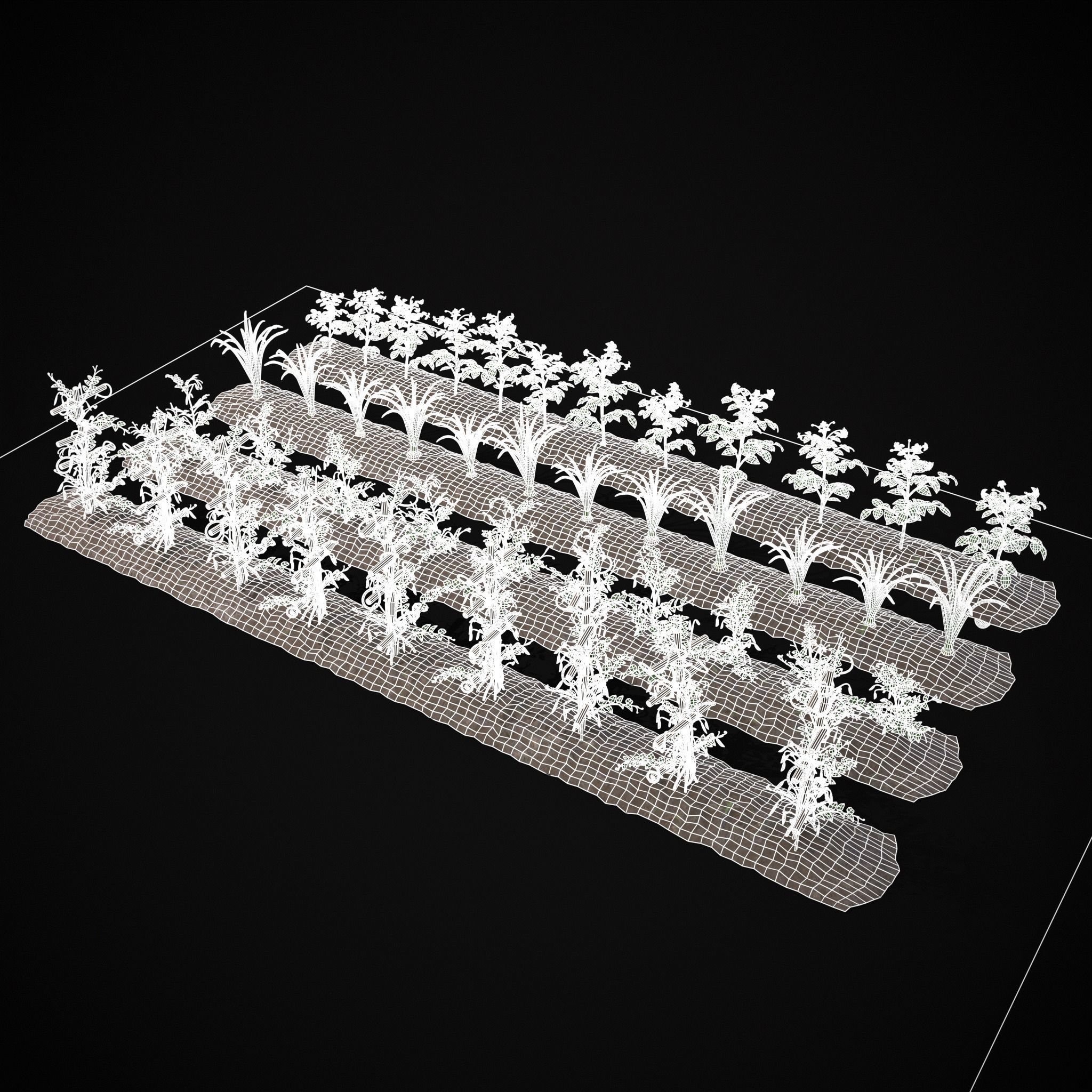 Crops Peas Onions and Potatoes 3D Model Collection_5