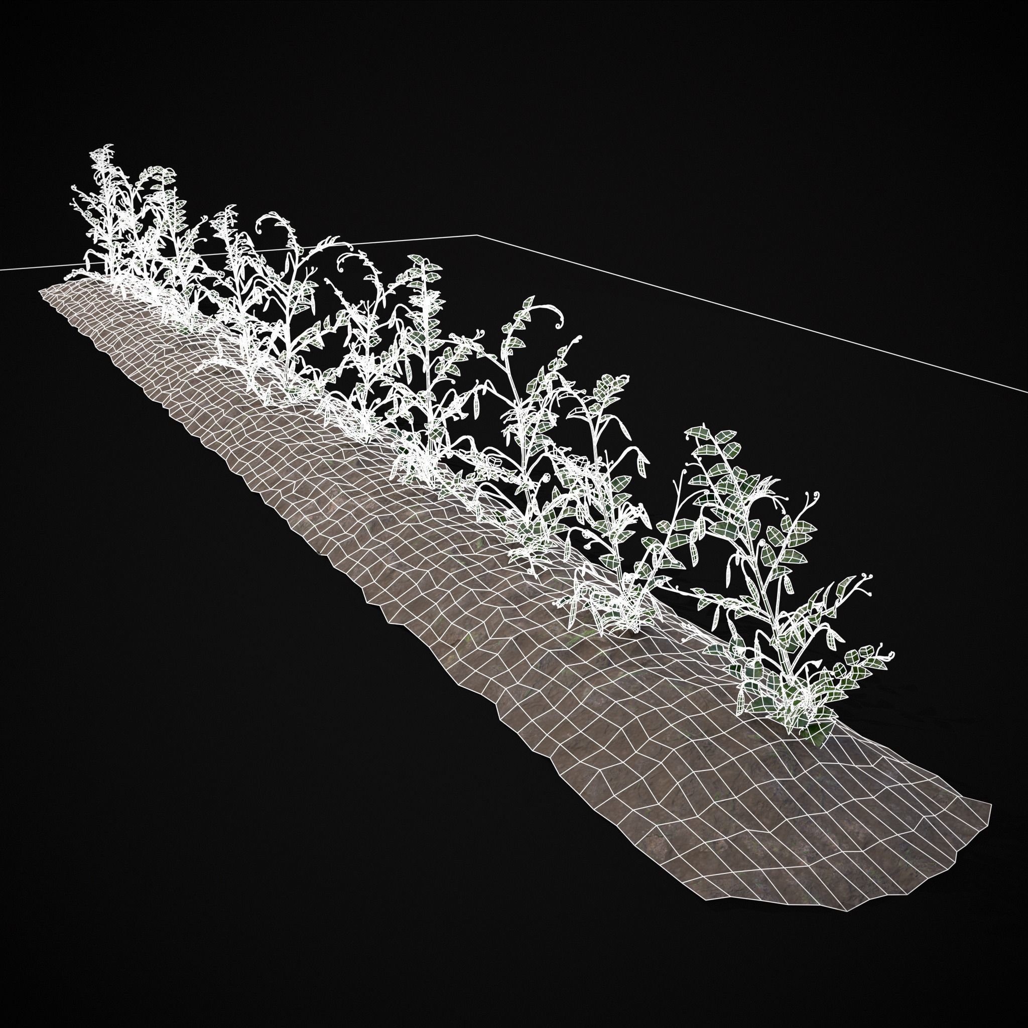 Crops Peas Onions and Potatoes 3D Model Collection_17