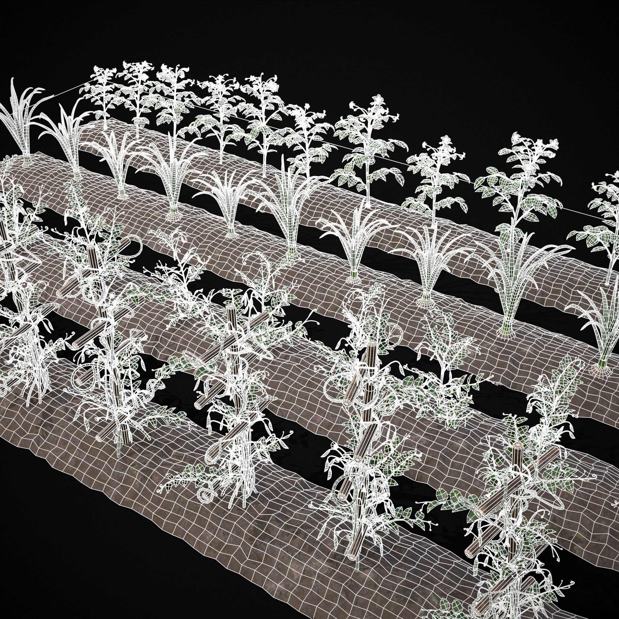 Crops Peas Onions and Potatoes 3D Model Collection_7