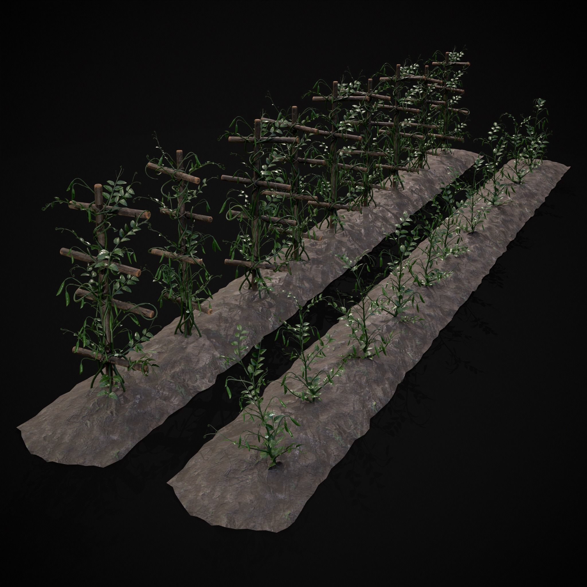 Crops Peas Onions and Potatoes 3D Model Collection_12