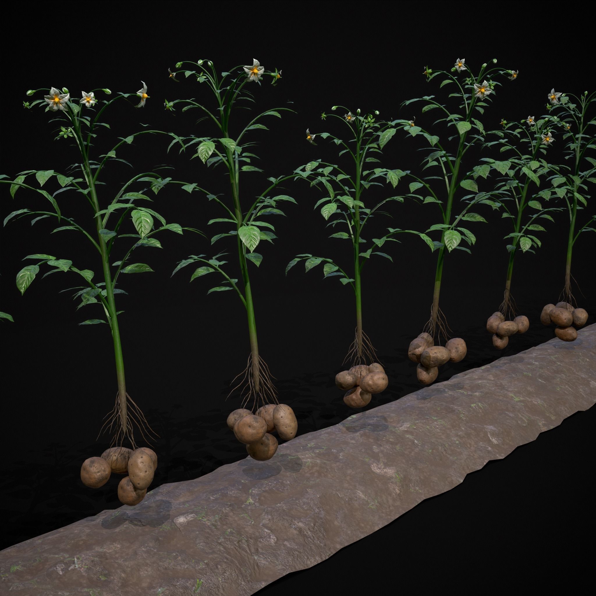 Crops Peas Onions and Potatoes 3D Model Collection_24