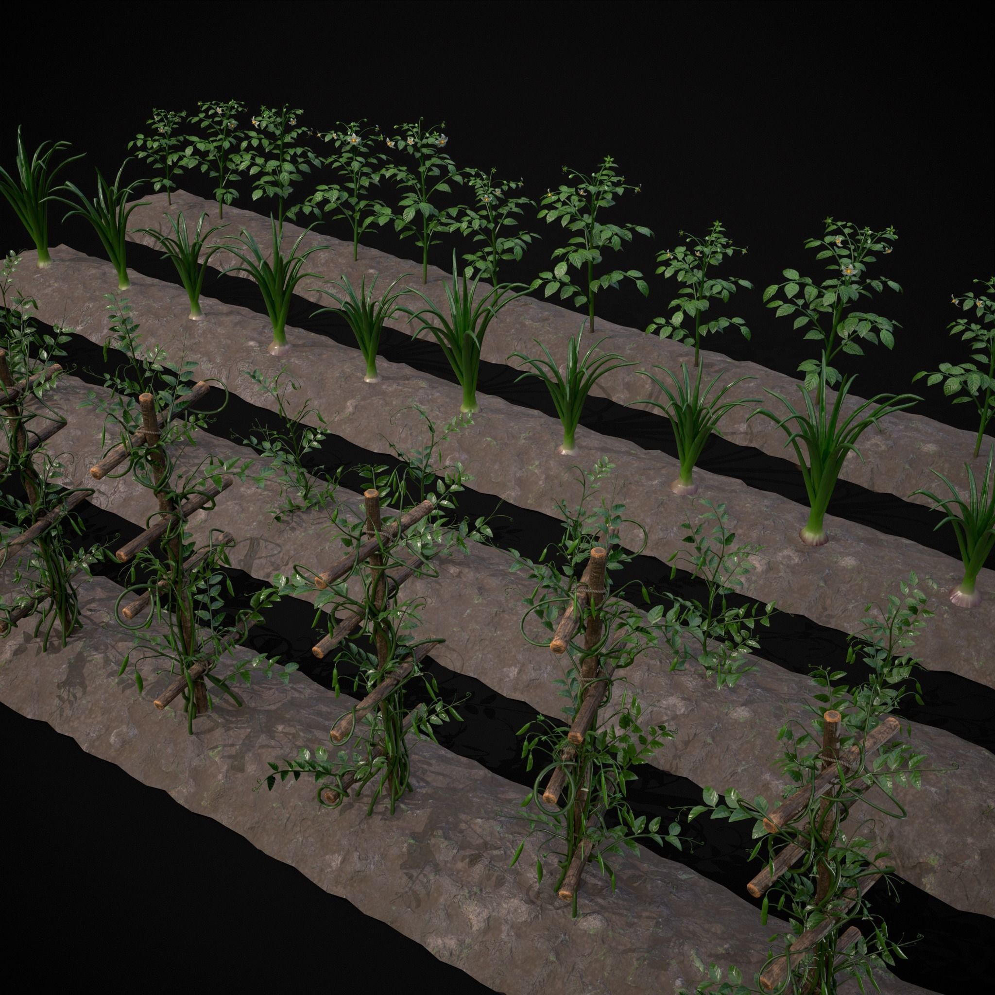 Crops Peas Onions and Potatoes 3D Model Collection_6
