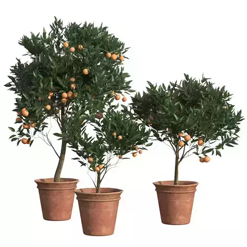 Citrus Reticulata trees