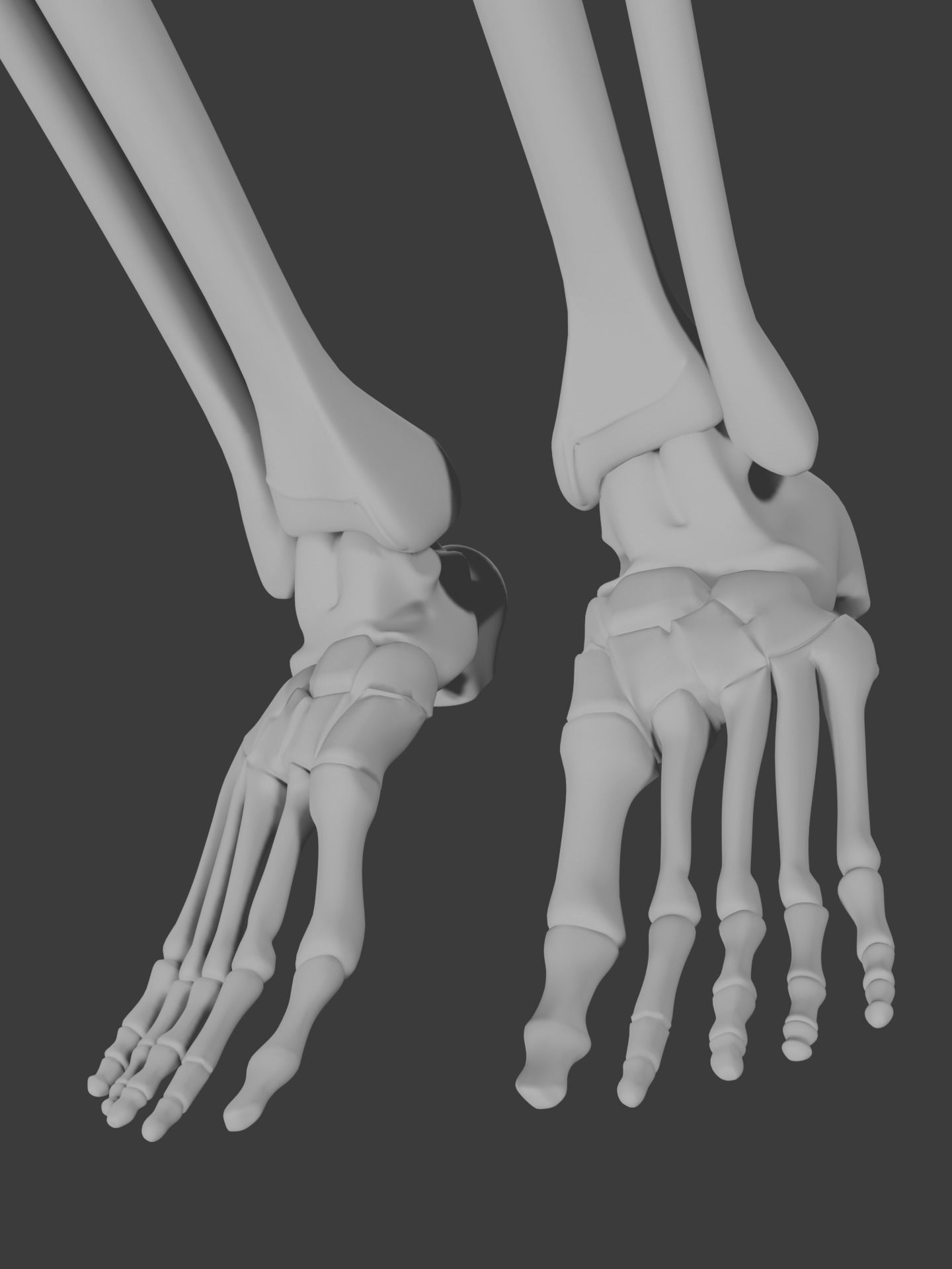 Human skeleton 3D model 3D model_8