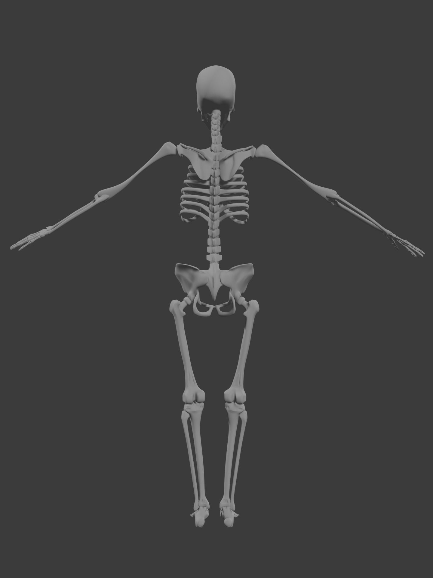 Human skeleton 3D model 3D model_4