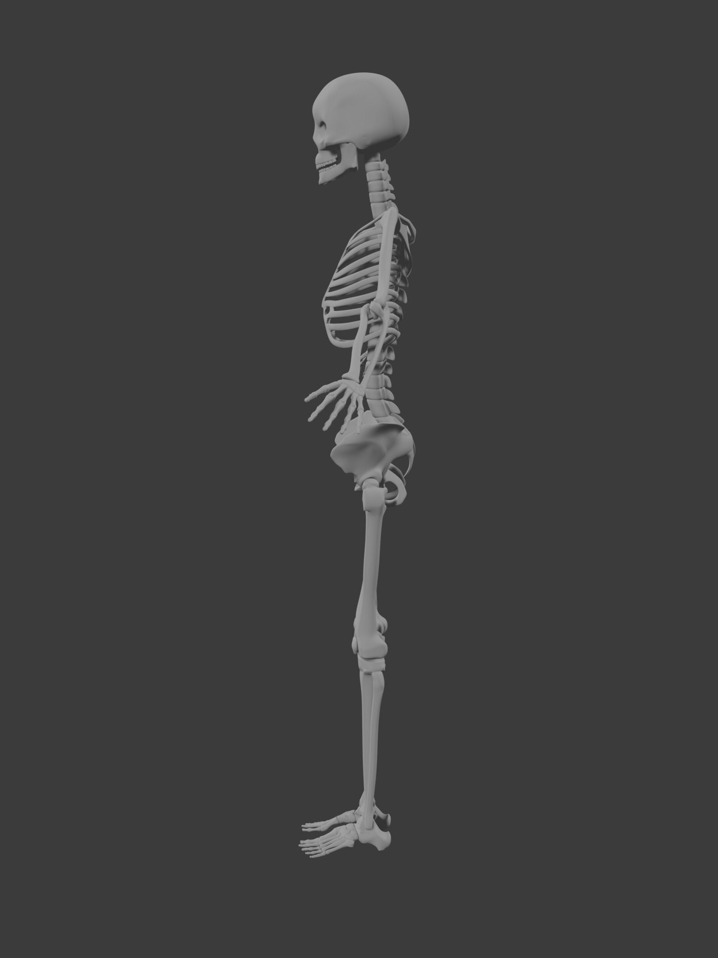 Human skeleton 3D model 3D model_2