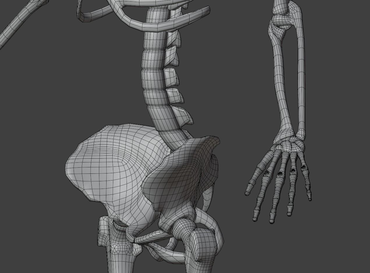 Human skeleton 3D model 3D model_10
