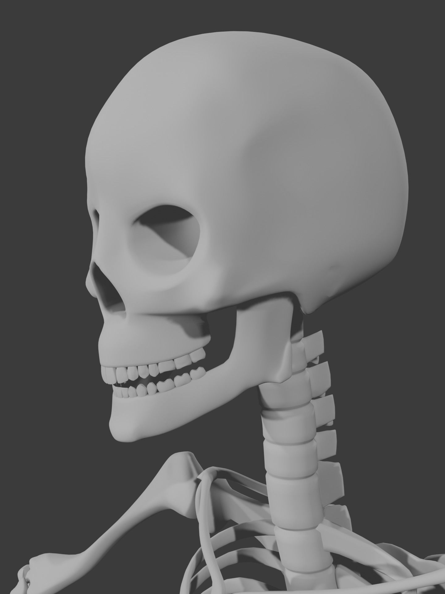 Human skeleton 3D model 3D model_5