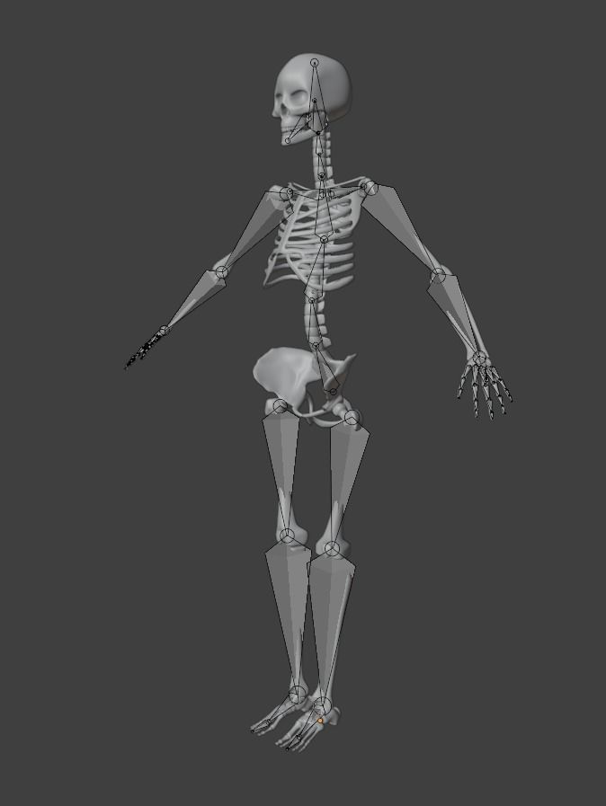Human skeleton 3D model 3D model_12