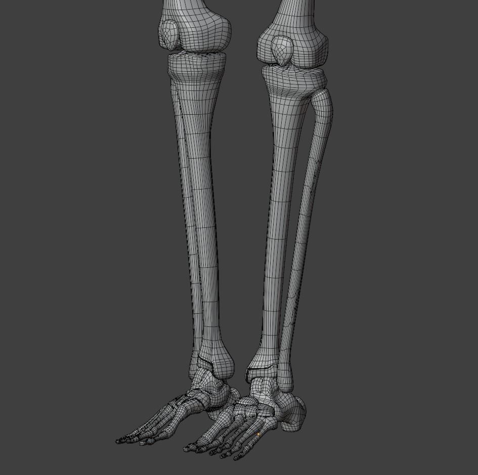 Human skeleton 3D model 3D model_11