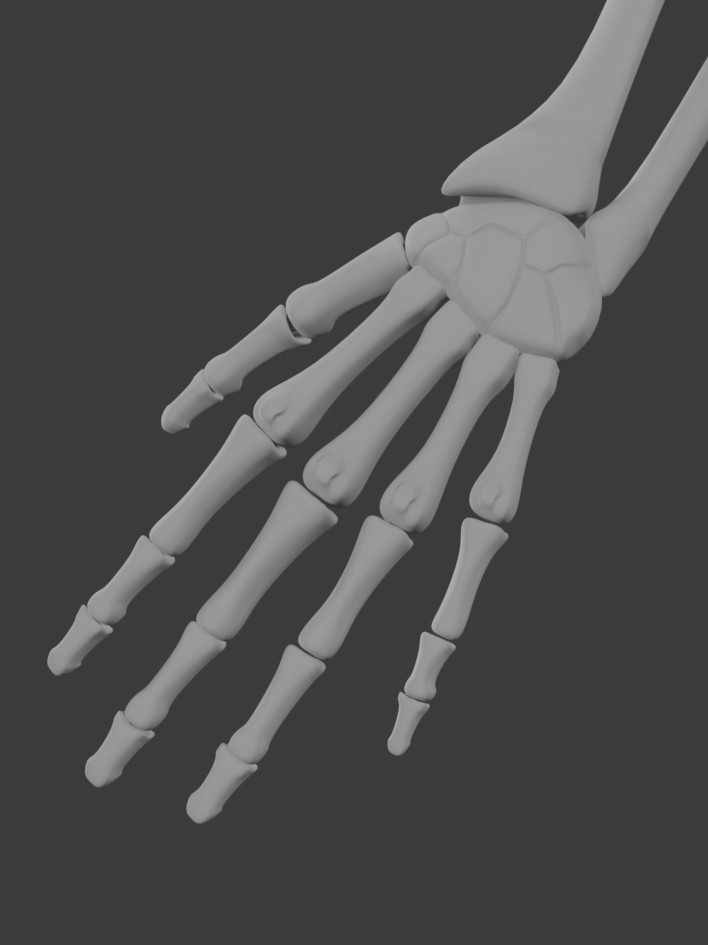 Human skeleton 3D model 3D model_7