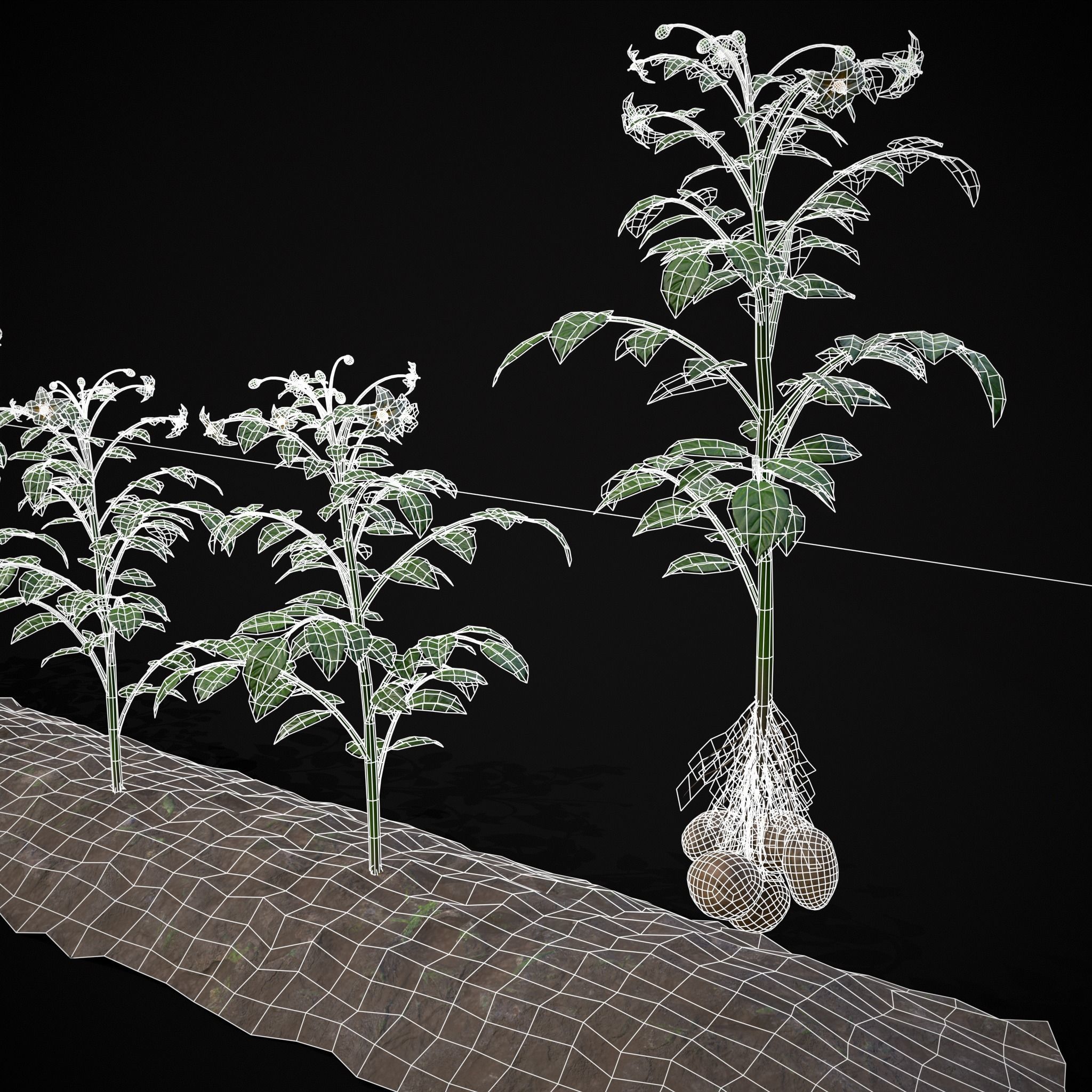 Farmers Crops 3D Model Collection_45