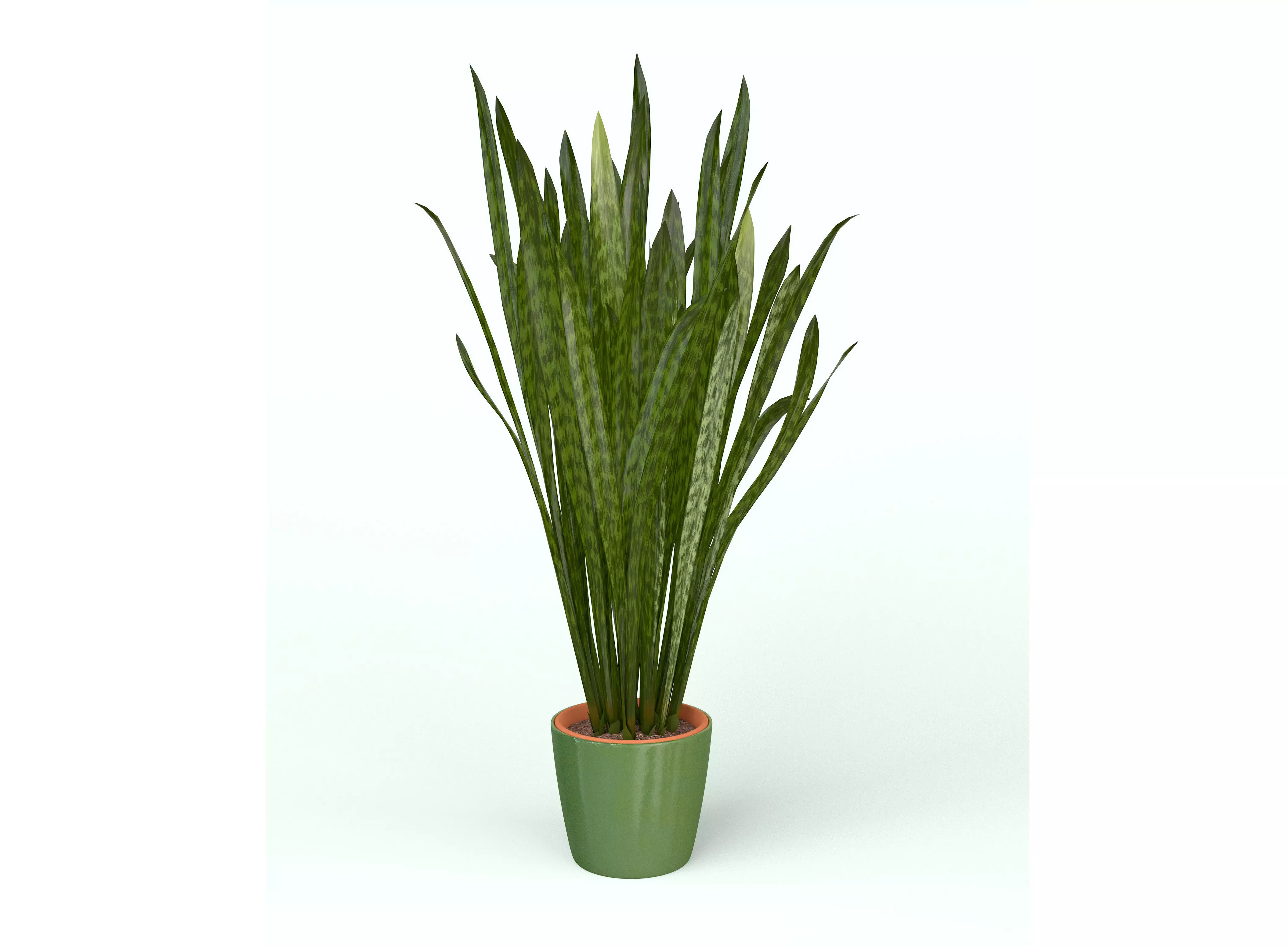 Snake Plant  3D model_0
