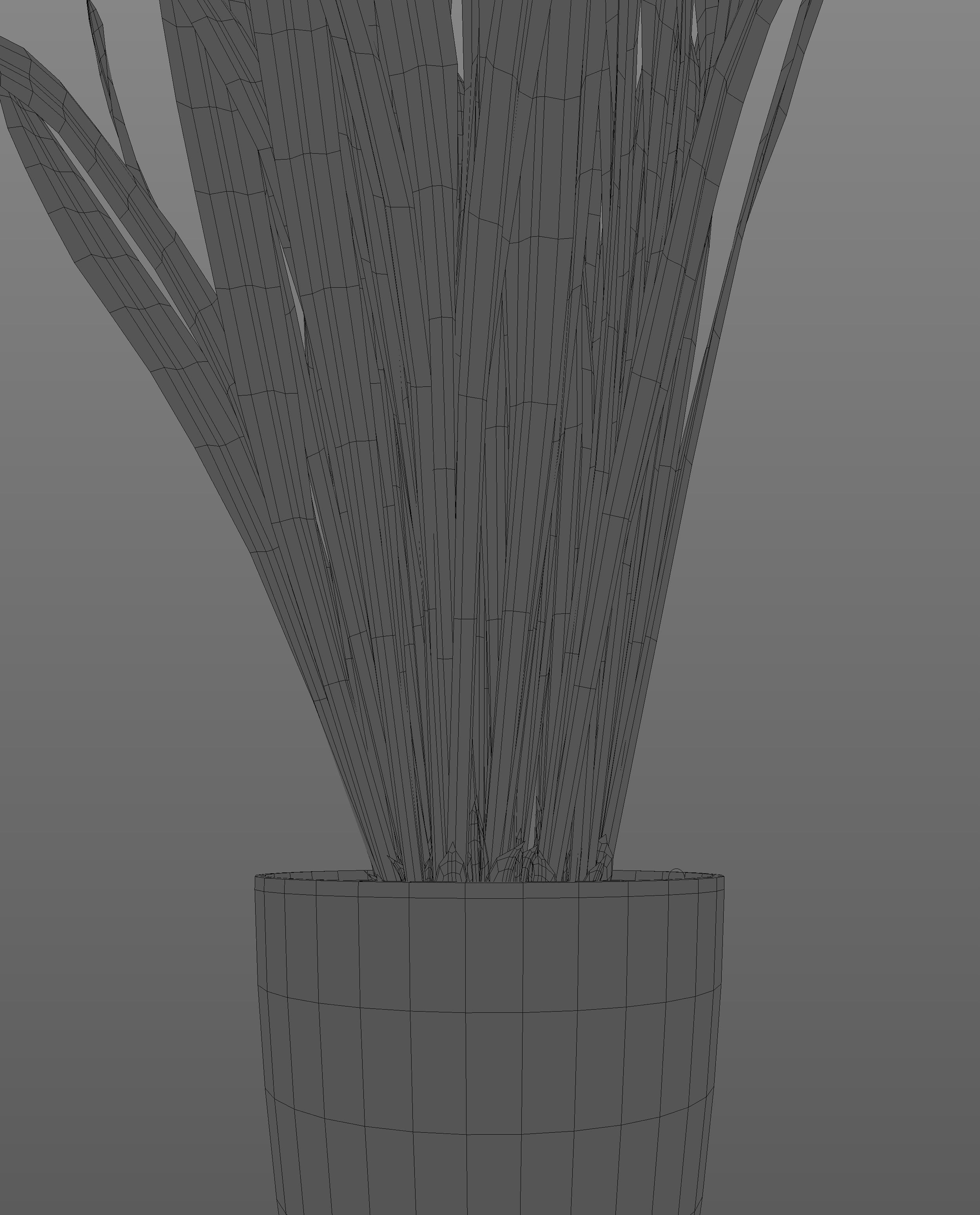Snake Plant  3D model_8