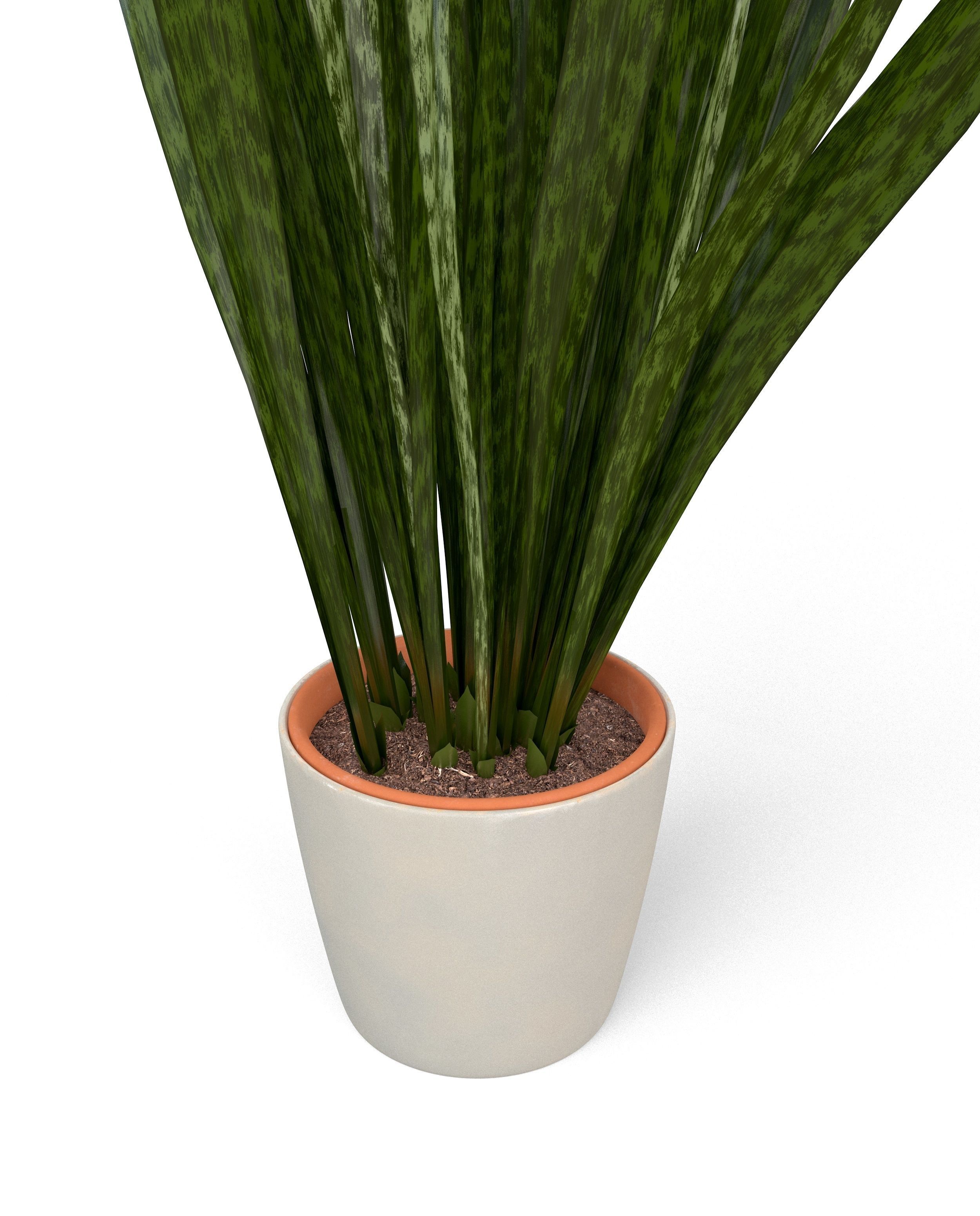 Snake Plant  3D model_2