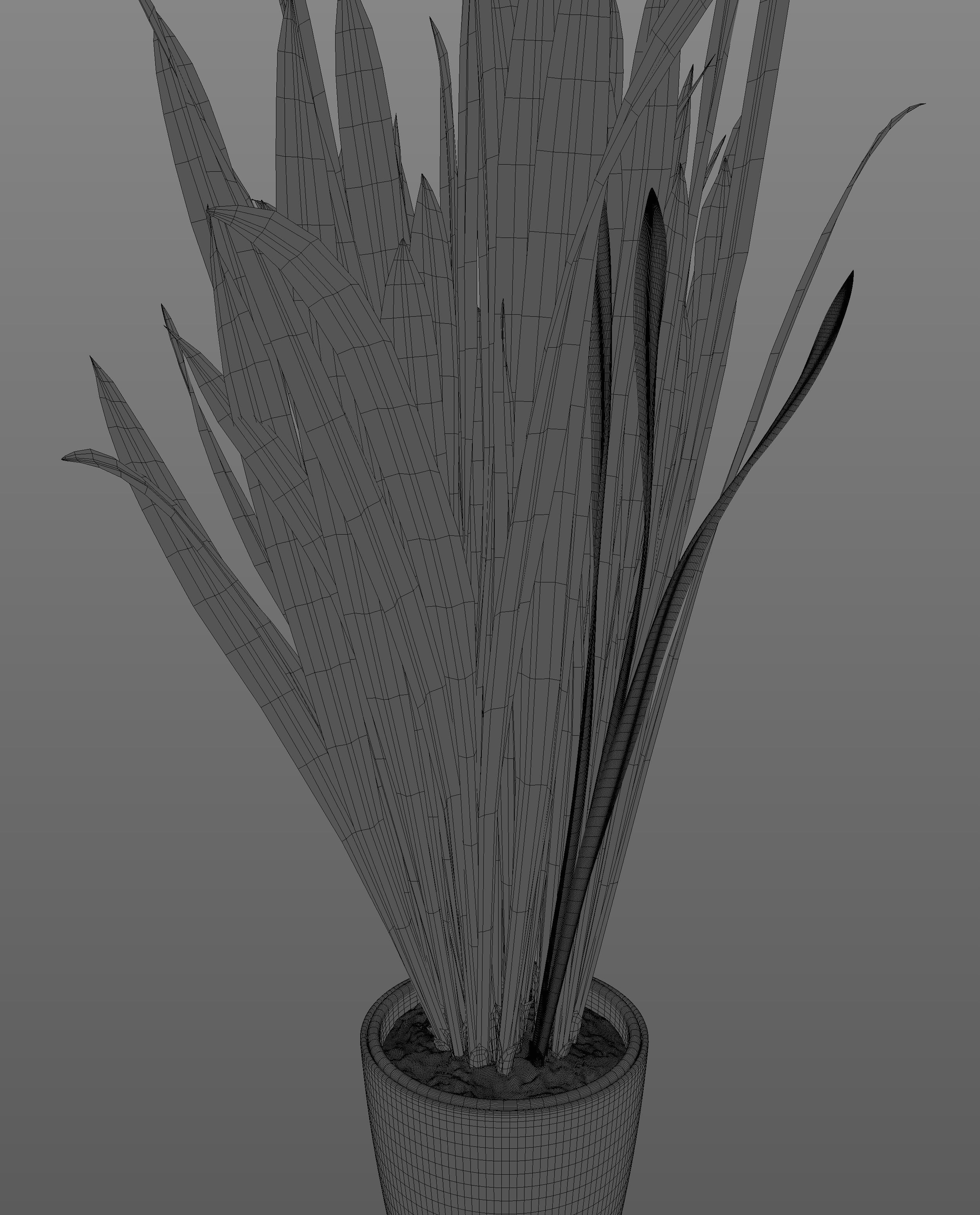 Snake Plant  3D model_7