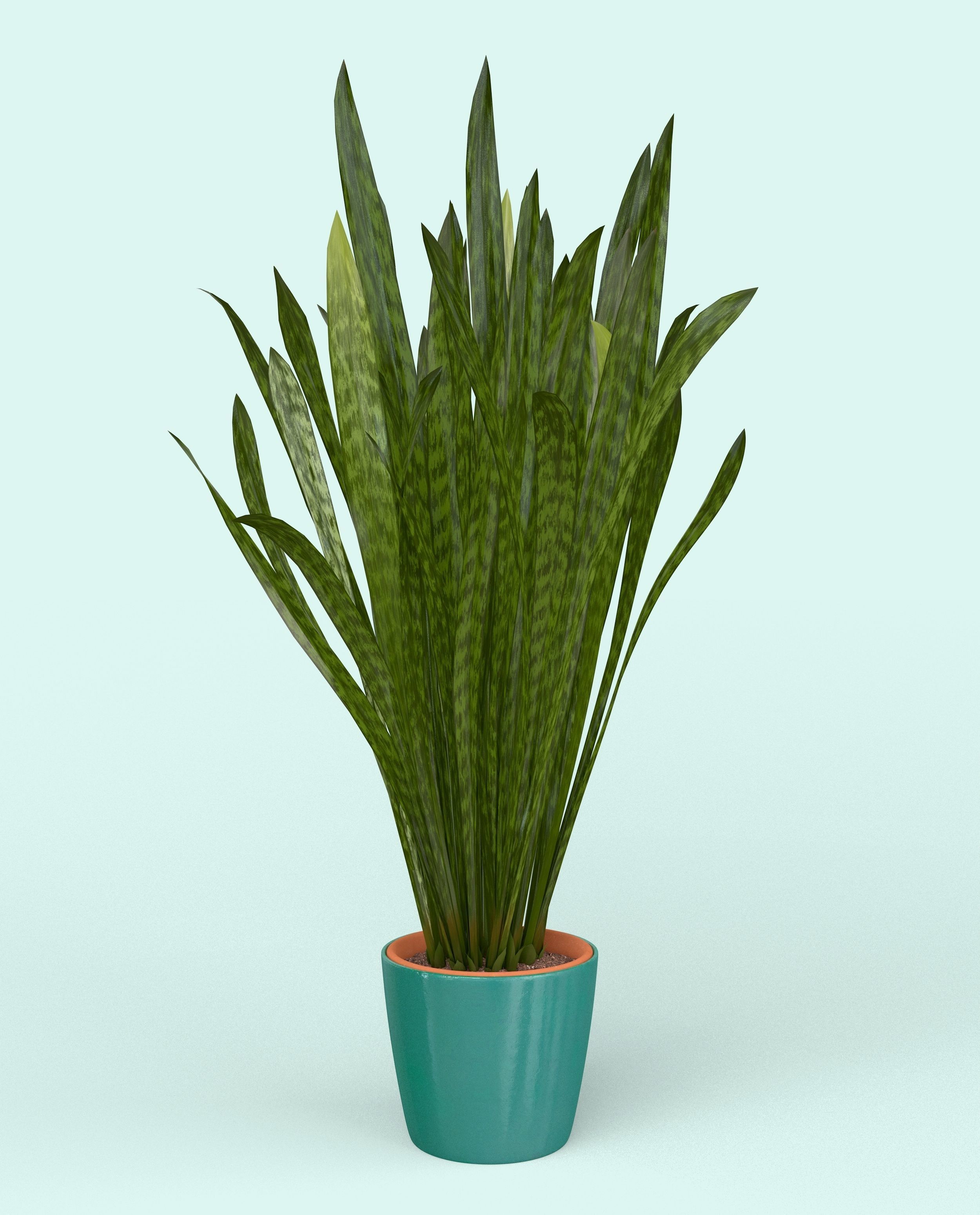 Snake Plant  3D model_5