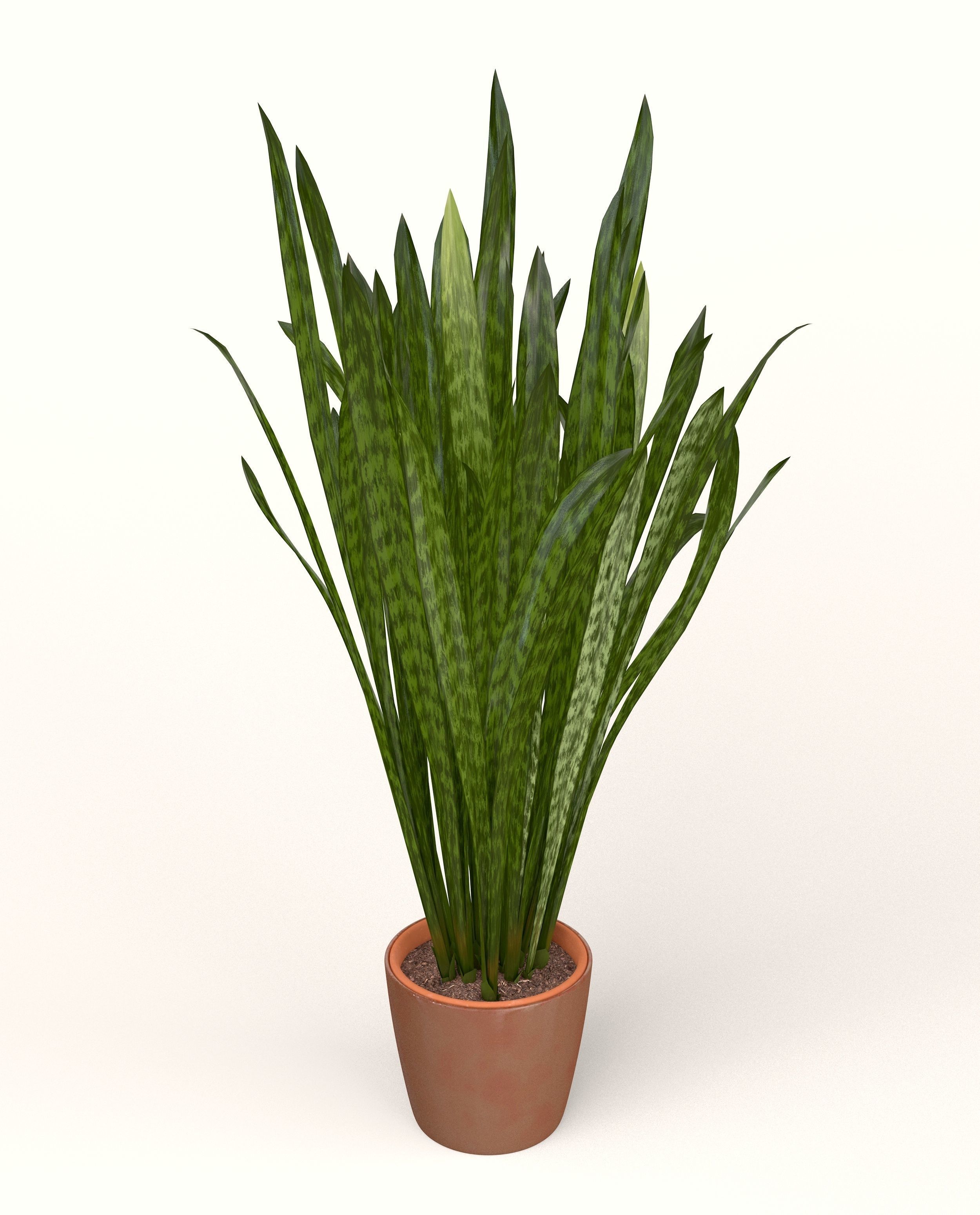 Snake Plant  3D model_4