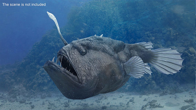 Anglerfish Rigged 3D model 2