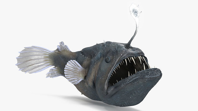 Anglerfish Rigged 3D model 5