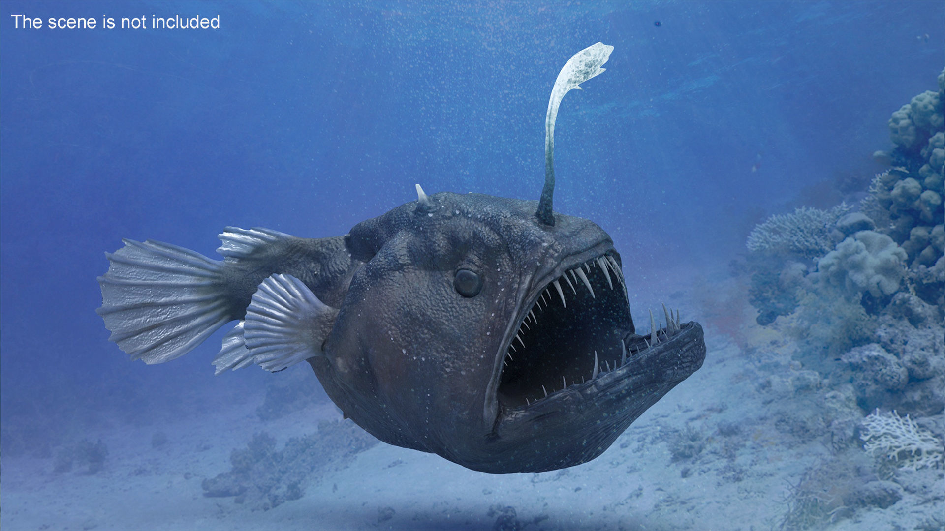 Anglerfish Rigged 3D model