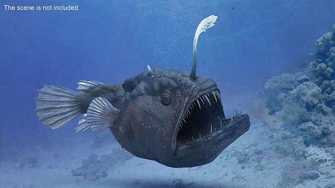 Anglerfish Rigged 3D model