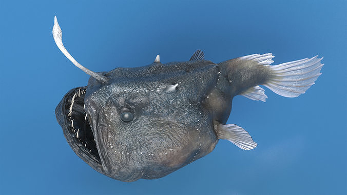 Anglerfish Rigged 3D model 3
