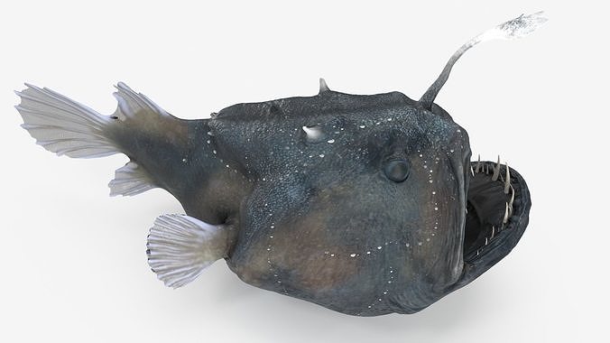 Anglerfish Rigged 3D model 7