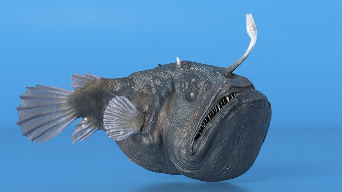 Anglerfish Rigged 3D model 4