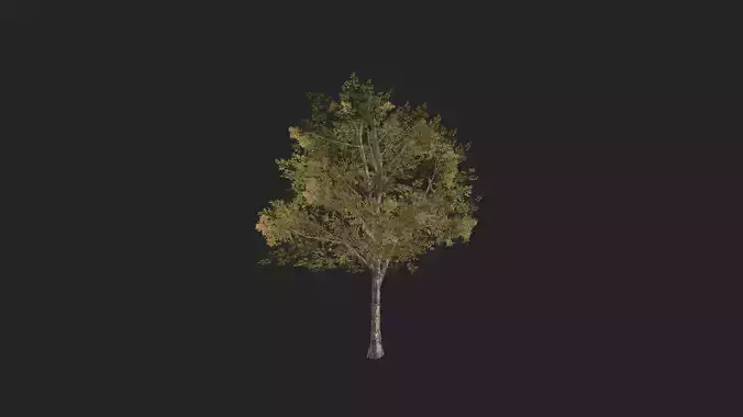 Tree 3D Model 033