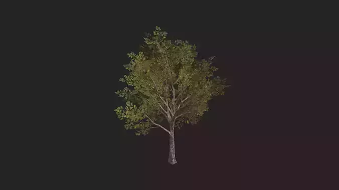 Tree 3D Model 034