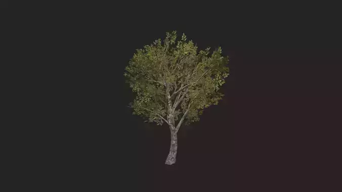 Tree 3D Model 035