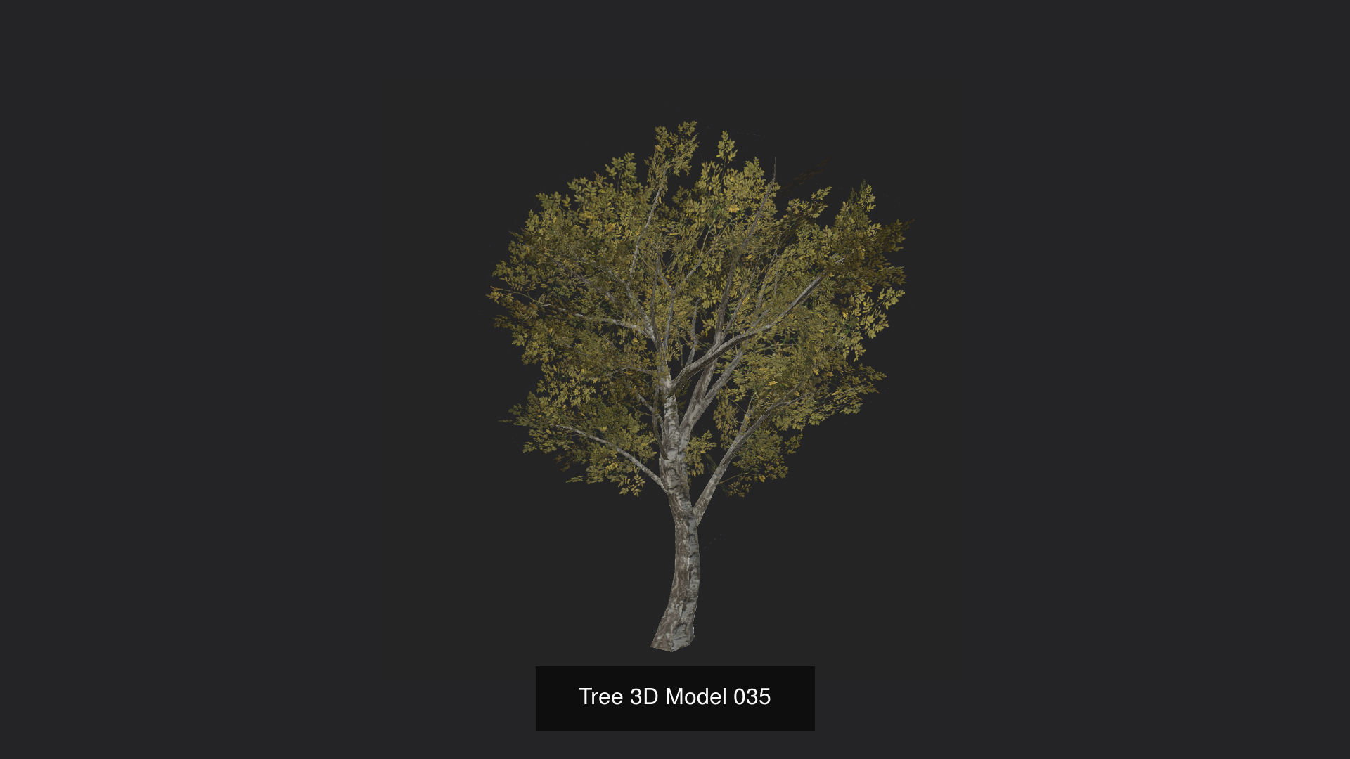Tree 3D Model 3D Model Collection_36