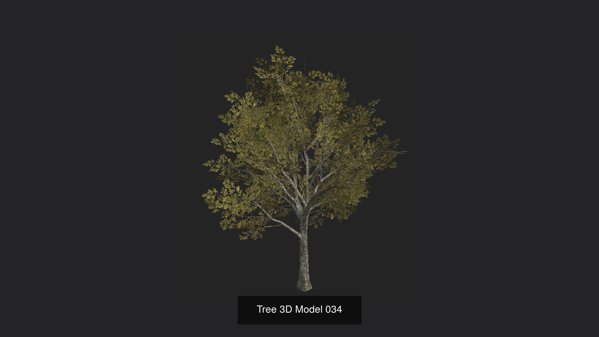 Tree 3D Model 3D Model Collection_35