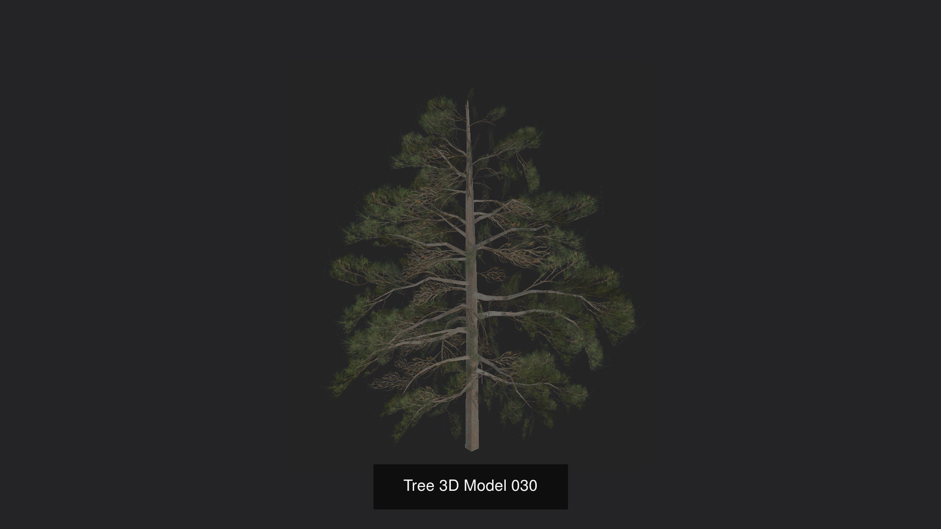 Tree 3D Model 3D Model Collection_31
