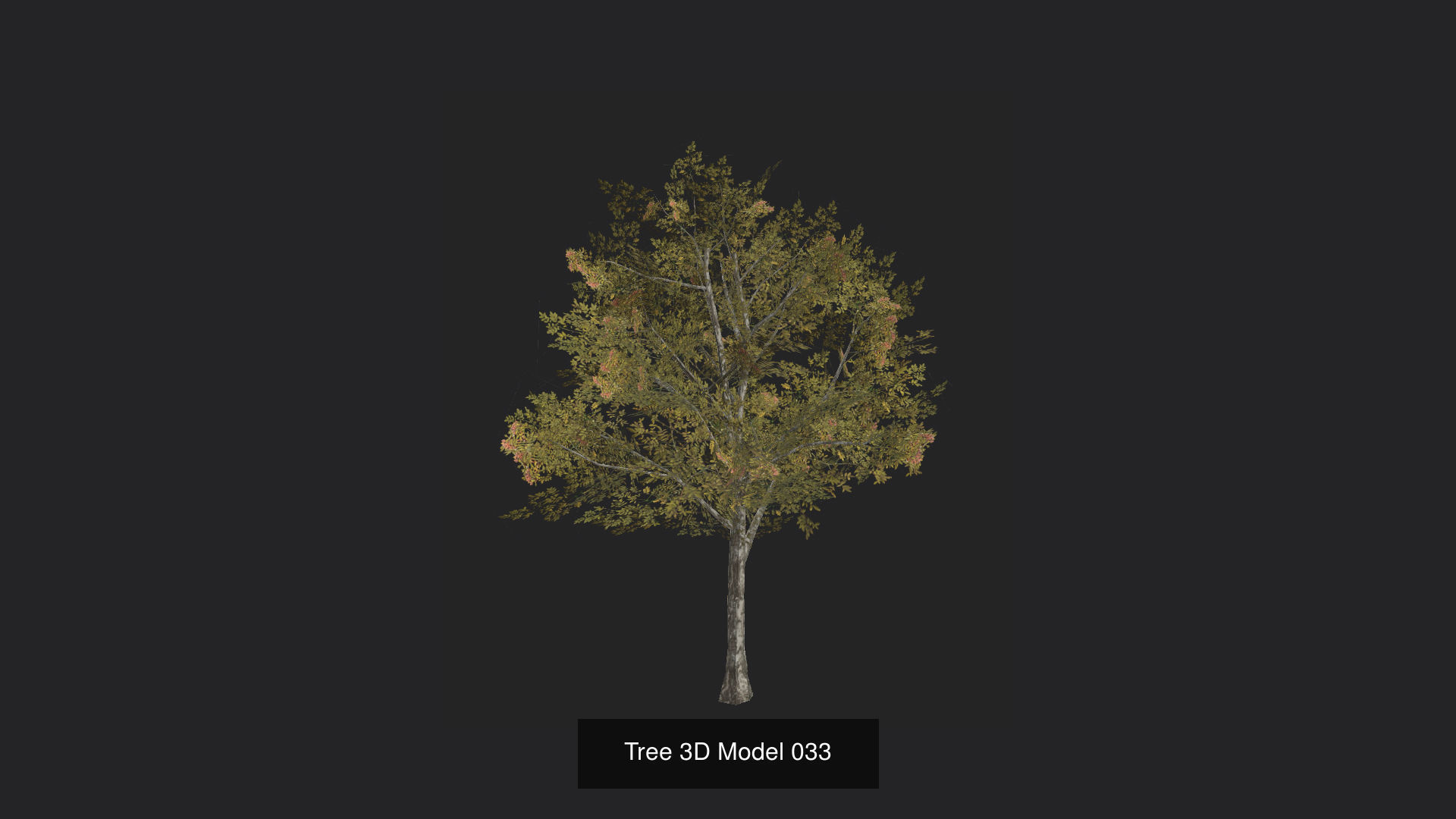 Tree 3D Model 3D Model Collection_34