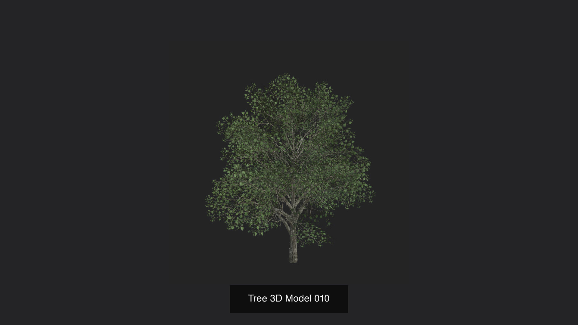 Tree 3D Model 3D Model Collection_11