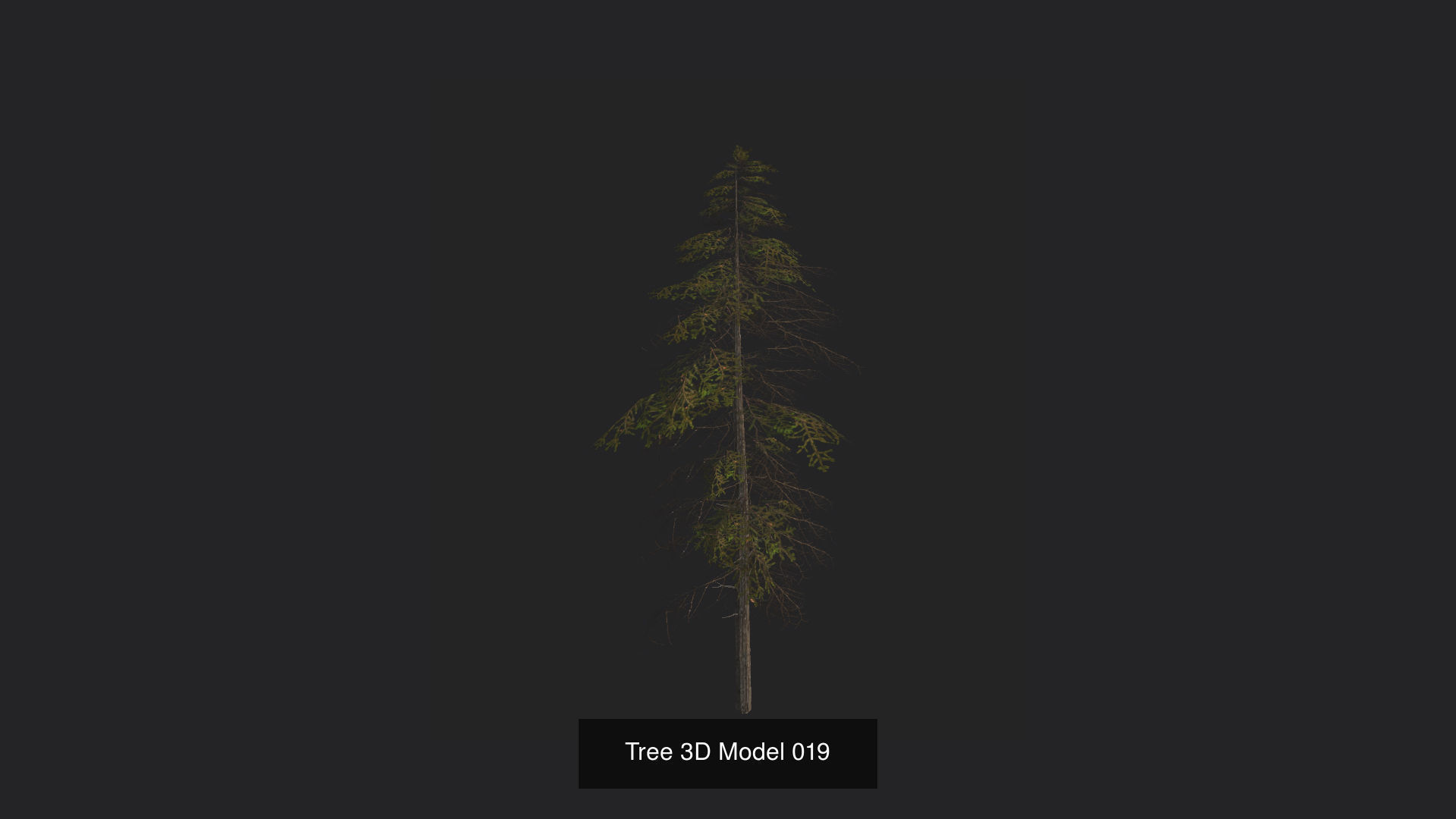 Tree 3D Model 3D Model Collection_20