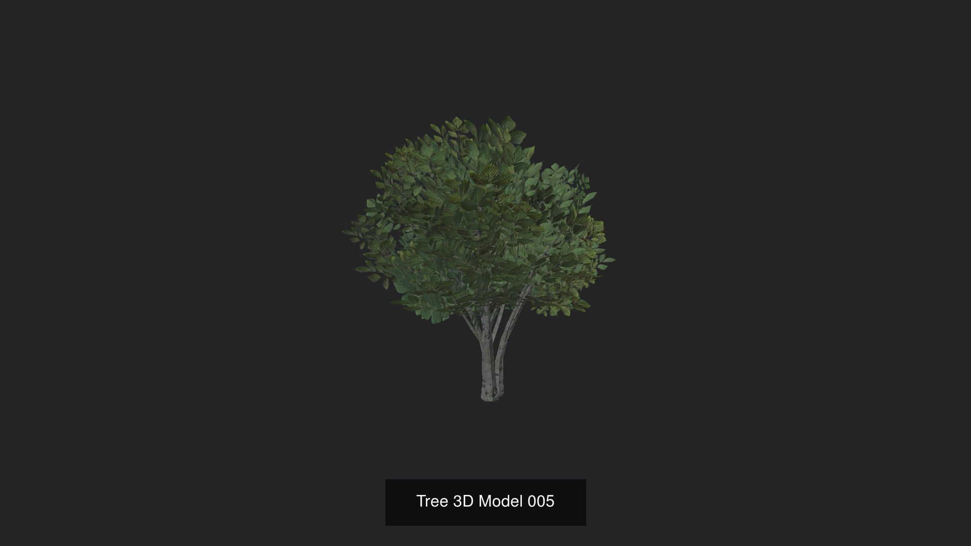 Tree 3D Model 3D Model Collection_6
