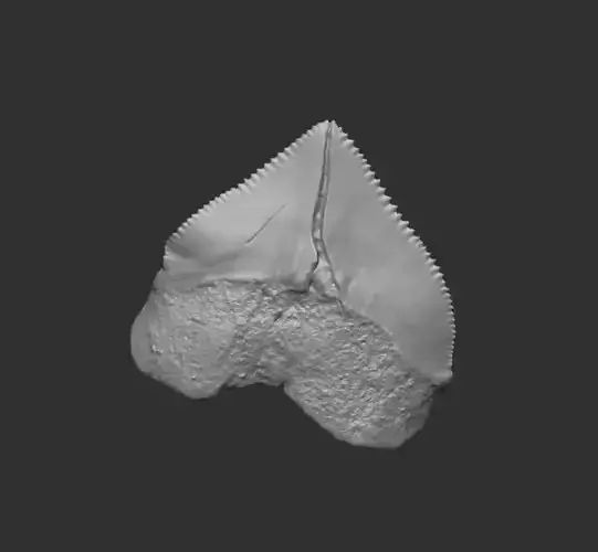 Shark tooth fossil