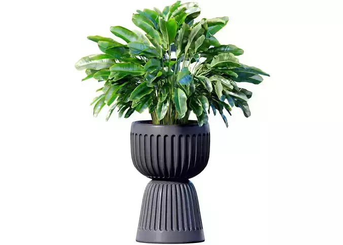 Decorative fern in a modern black vase pot flowerpot