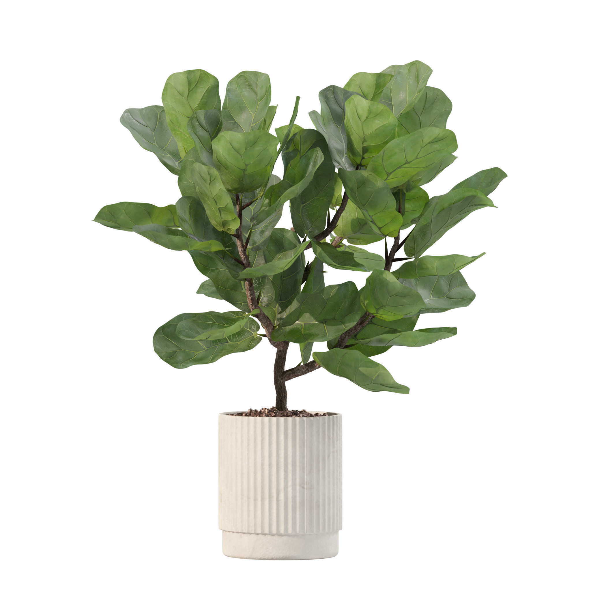 20 Photorealistic Flowers for Interiors - set 201 207 213 219 3D Model Collection_26