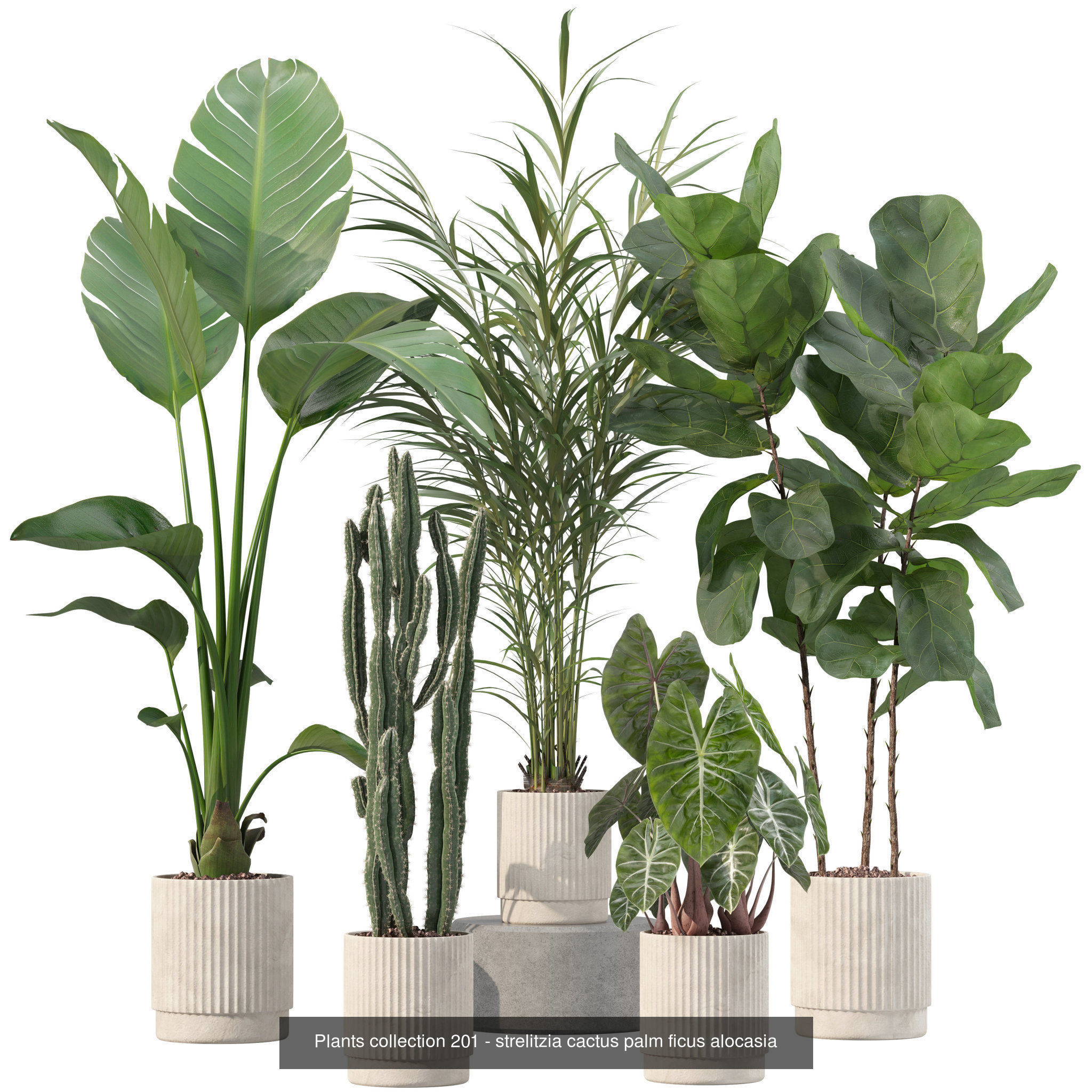 20 Photorealistic Flowers for Interiors - set 201 207 213 219 3D Model Collection_6