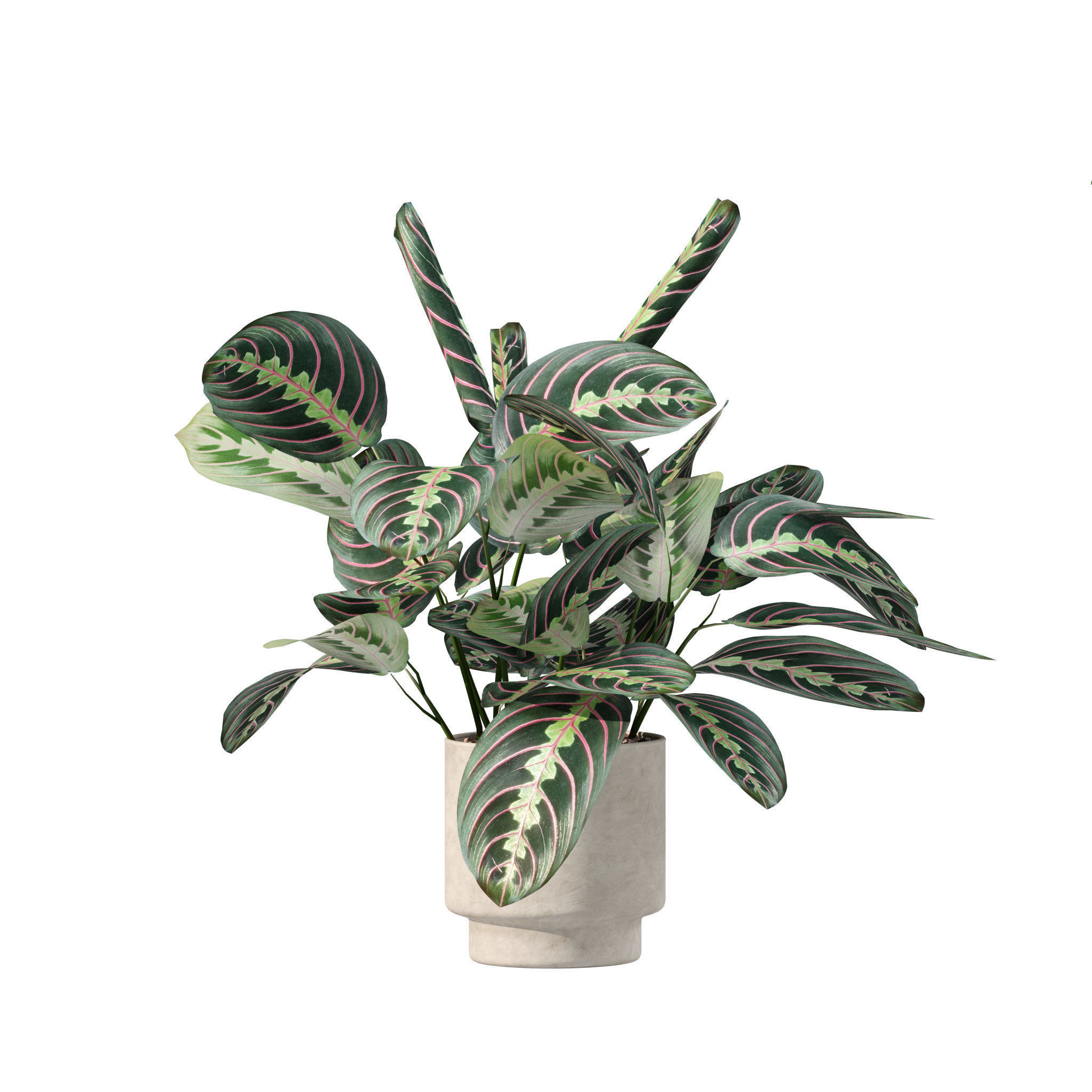 20 Photorealistic Flowers for Interiors - set 201 207 213 219 3D Model Collection_23