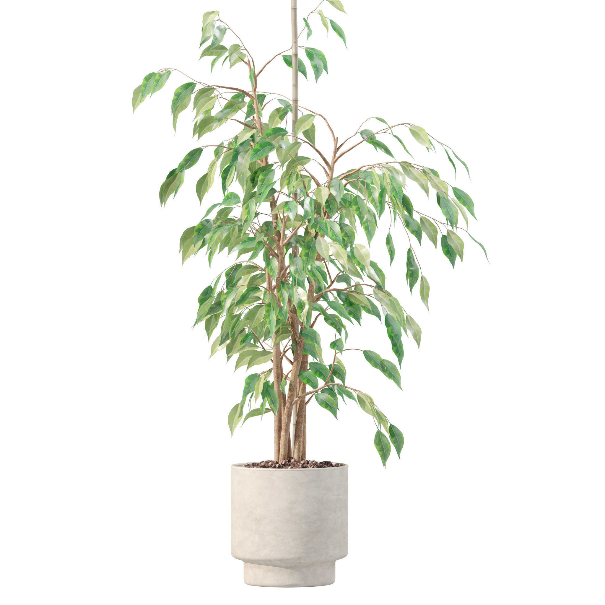 20 Photorealistic Flowers for Interiors - set 201 207 213 219 3D Model Collection_24