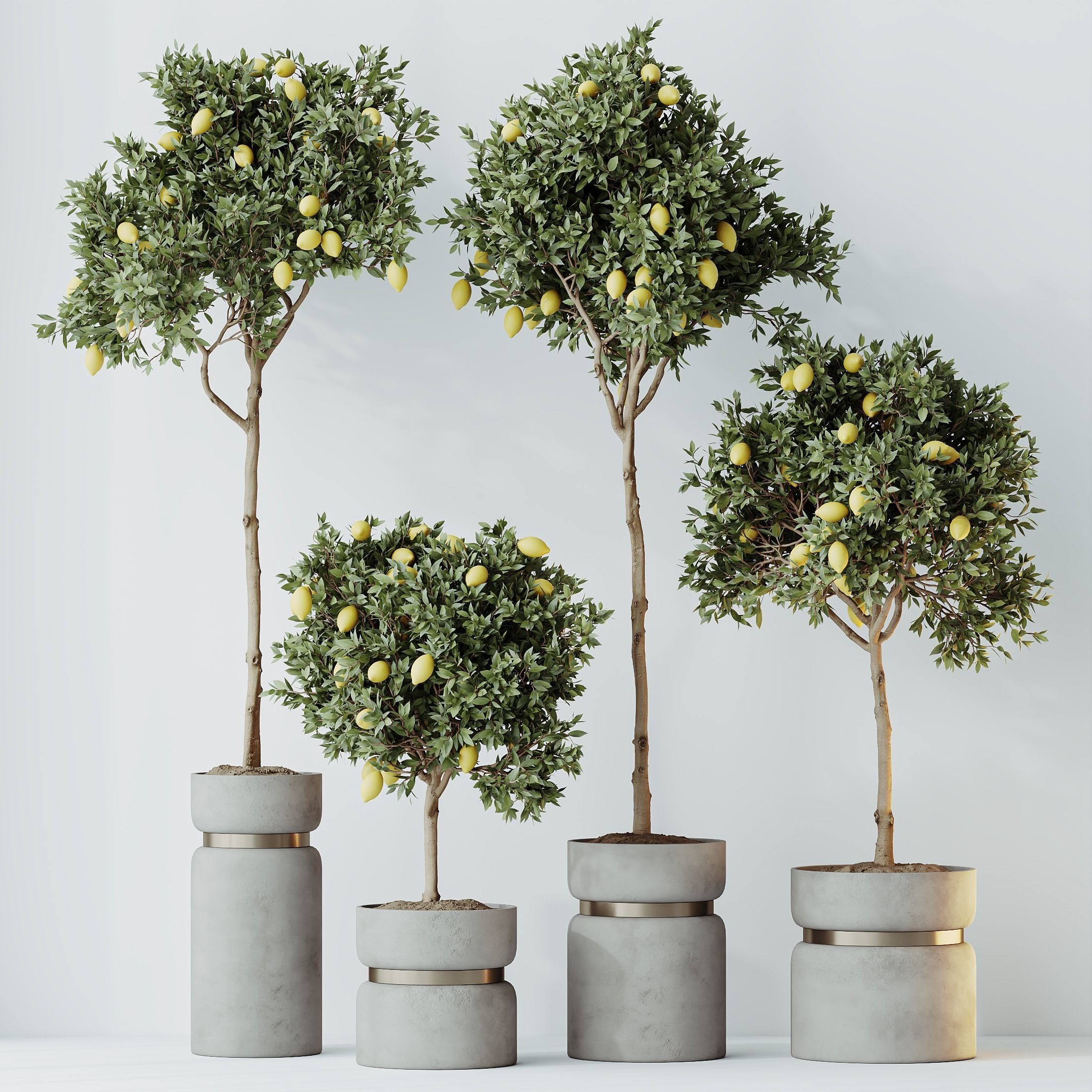 HQ HousePlants Mandarin Citrus Fruit Lomen Calamondin Tree 3D model_3