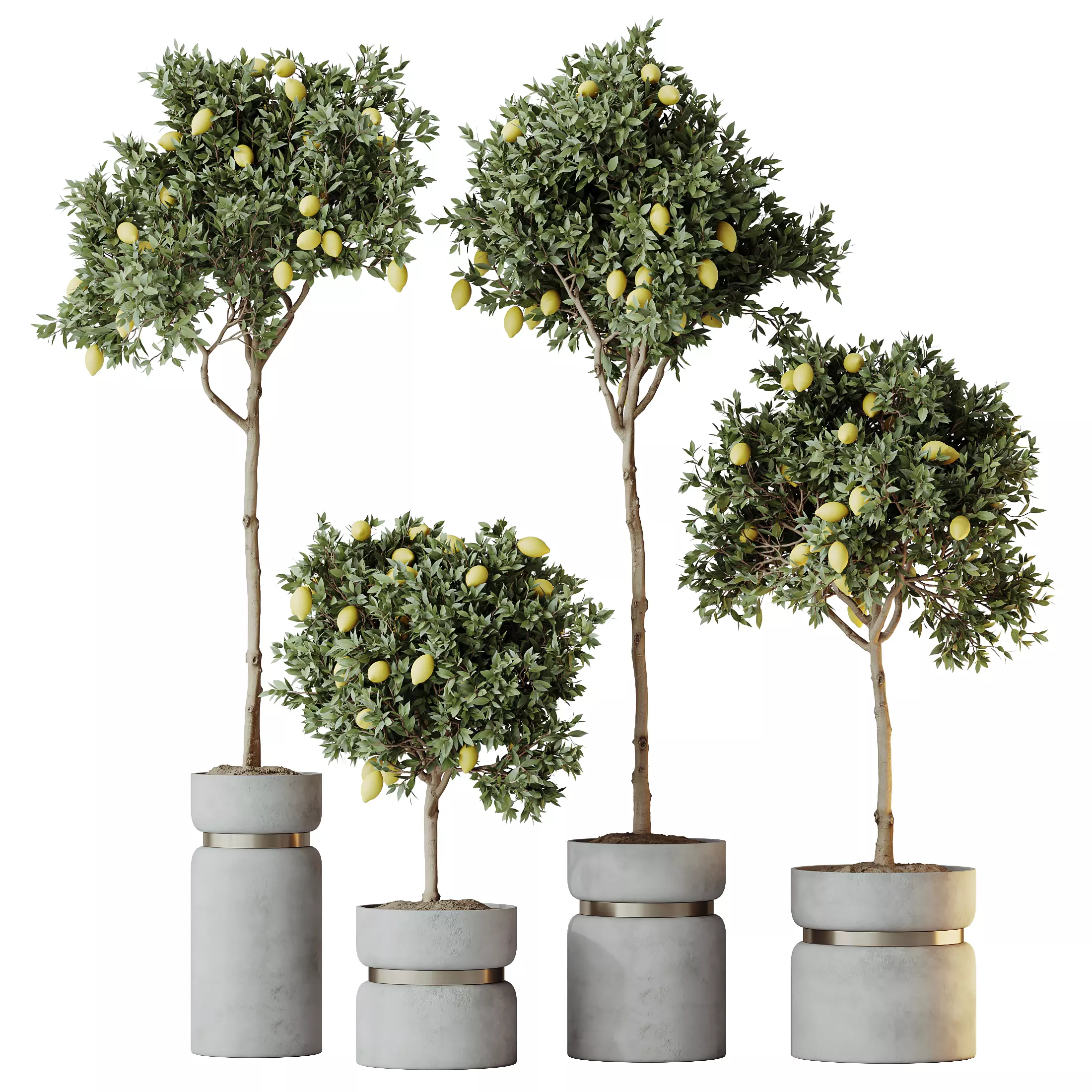 HQ HousePlants Mandarin Citrus Fruit Lomen Calamondin Tree 3D model_0