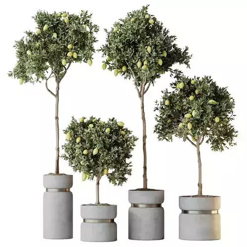 HQ HousePlants Mandarin Citrus Fruit Lomen Calamondin Tree 3D model