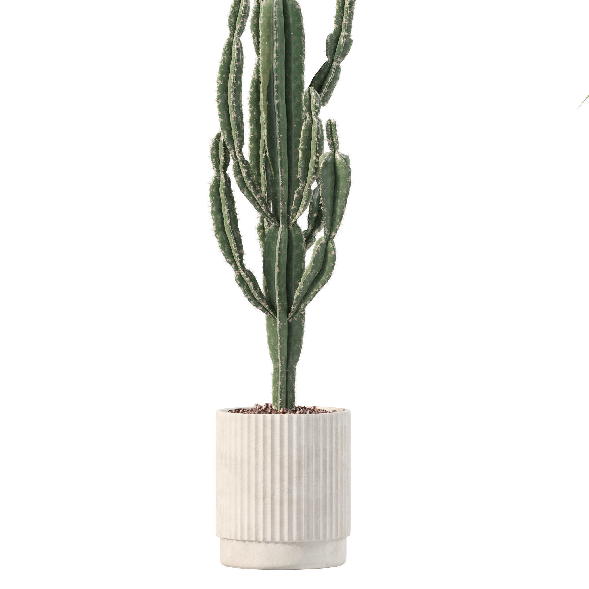 20 Photorealistic Flowers for Interiors - set 201 209 216 219 3D Model Collection_25