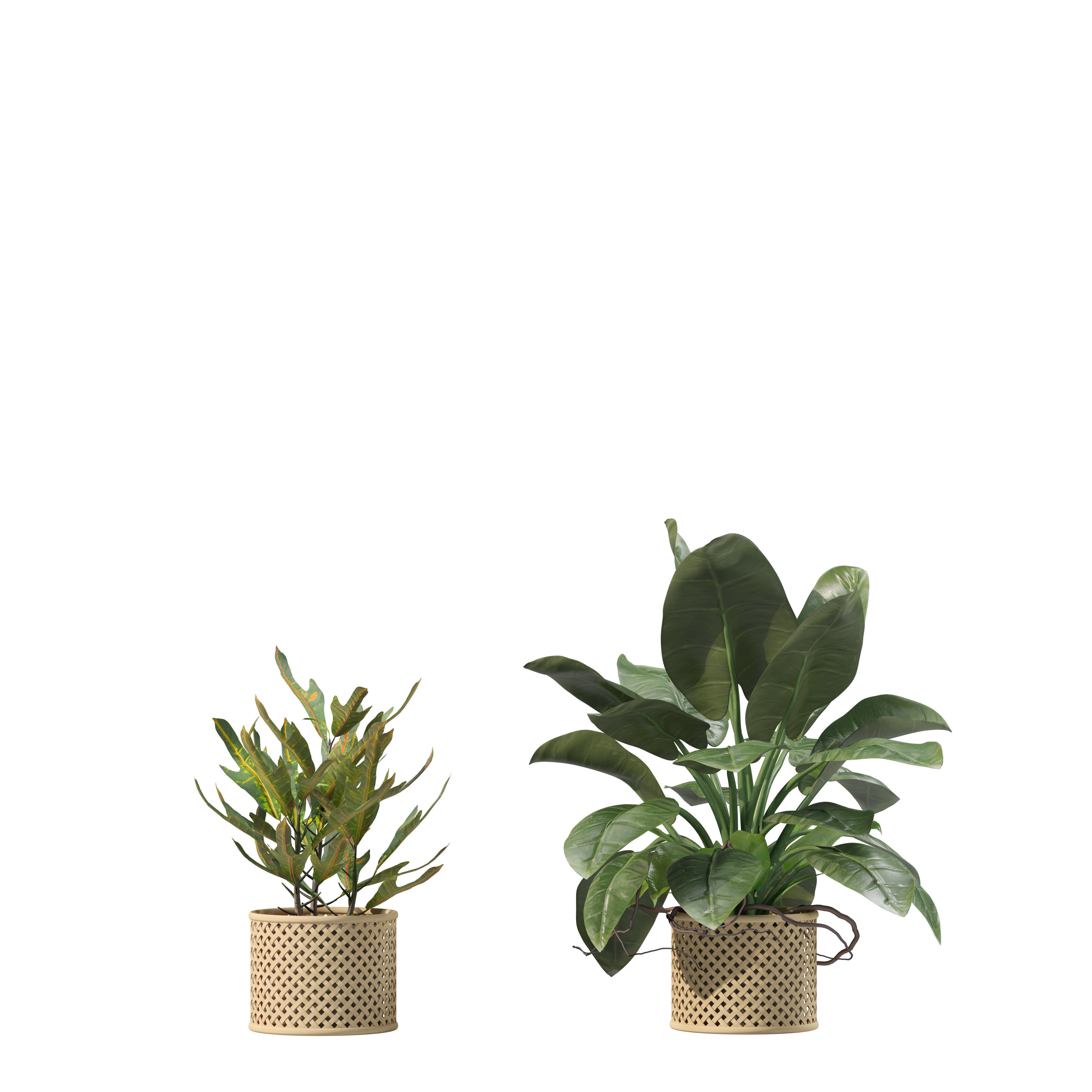20 Photorealistic Flowers for Interiors - set 201 209 216 219 3D Model Collection_21